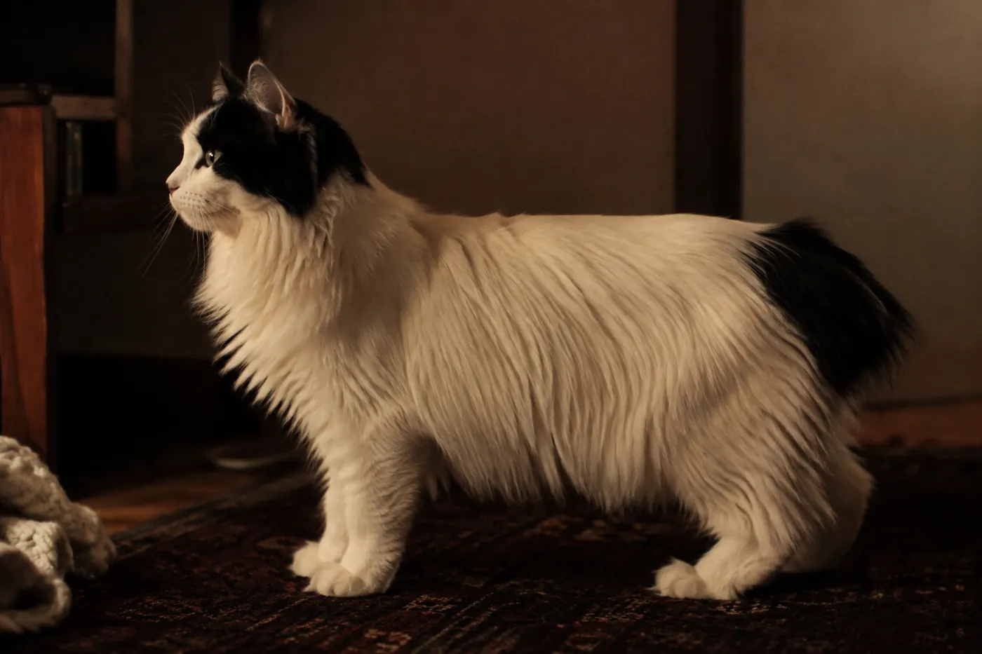 A longhaired short-tailed cat seen side on, the coat lying close over the shoulders and lengthening toward the rump