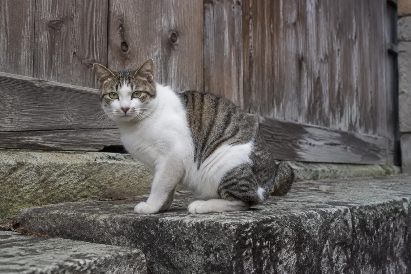 A short-tailed tabby and white cat sitting on a weathered stone step outdoors beside an old timber wall