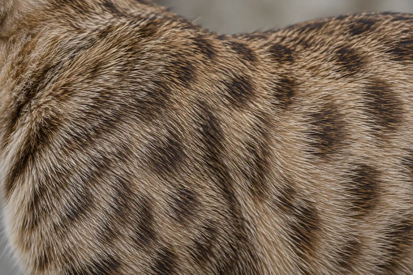 Close view of a healthy short Kanaani-type coat showing banded ticking beneath softened seal spots