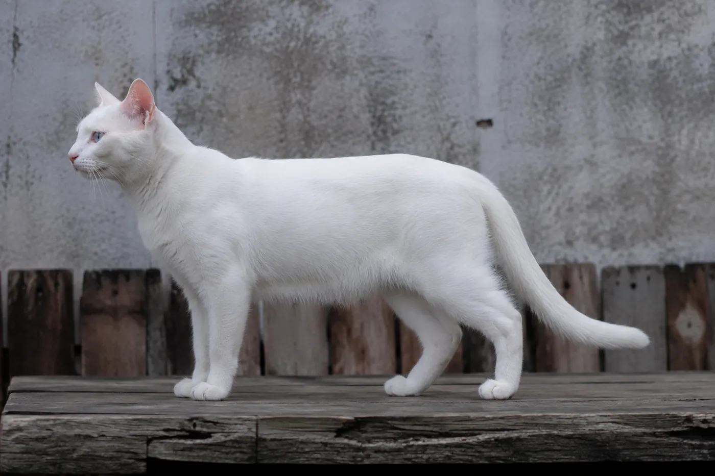 An adult white Khao Manee standing side on on a low wooden platform, showing its medium athletic body and moderate legs
