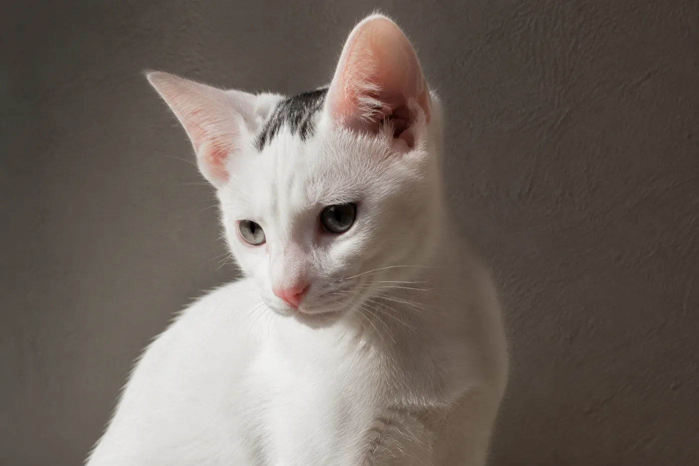 A young white Khao Manee kitten with a small charcoal-coloured patch confined to the top of its head