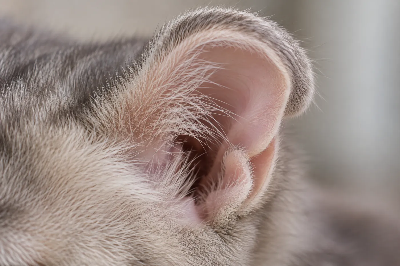 Close view of the backward-curled ear of a Kinkalow-type cat showing smooth firm cartilage and the open ear canal