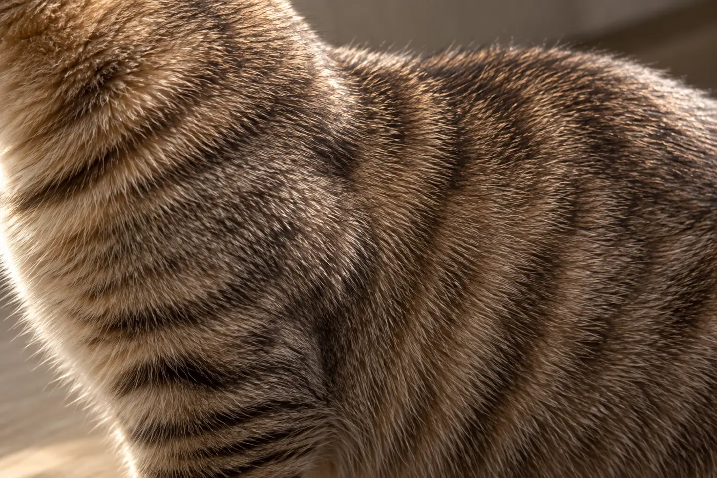 Close view of healthy short Kinkalow-type coat showing soft dense hair over a compact low body