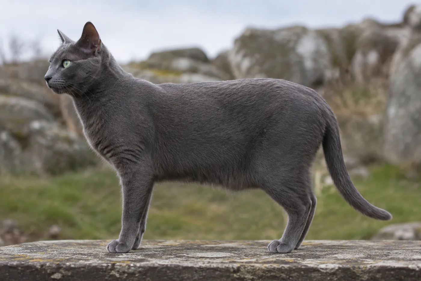 Adult Korat standing side on, showing a compact muscular body and silver-tipped blue coat