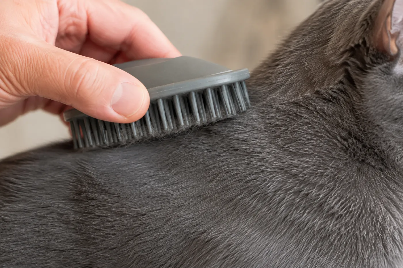 Soft rubber grooming brush lifting loose hair from a healthy Korat coat in close view