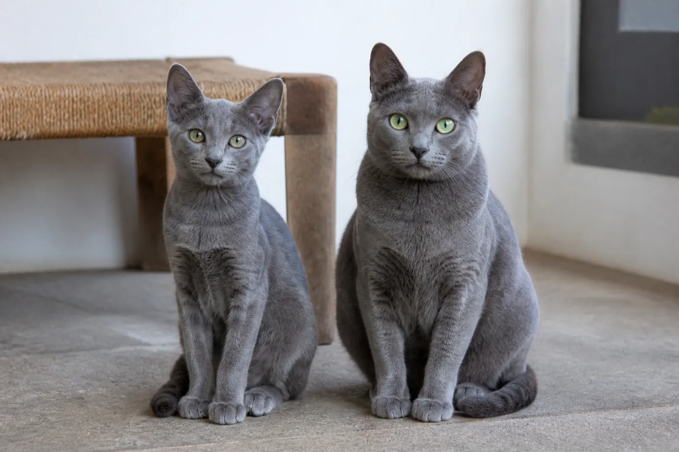 Adolescent and mature Korat cats sitting together, showing a slimmer young body and greener adult eyes