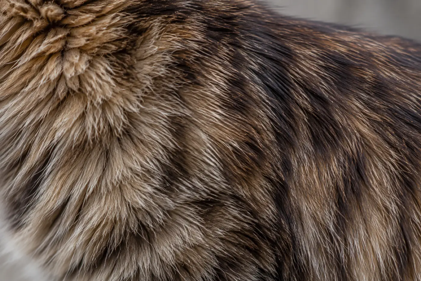Close view of semi-long tabby coat on a cat's shoulder, with dense soft undercoat beneath longer banded guard hairs