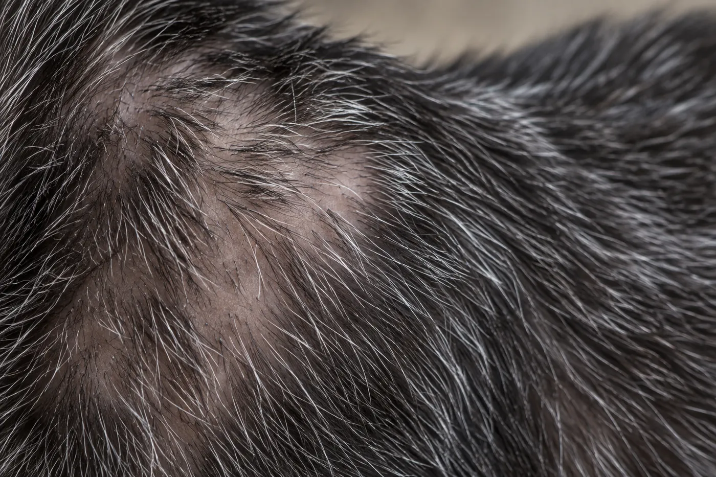 Close view of black and white hairs growing unevenly from a cat's shoulder, with bare skin visible between them