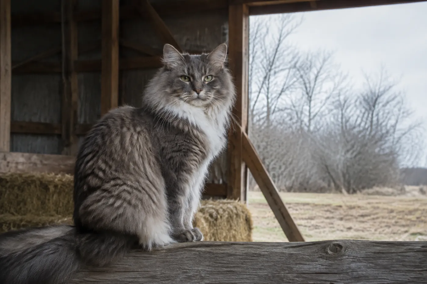 A heavily coated cat sitting on a weathered barn beam