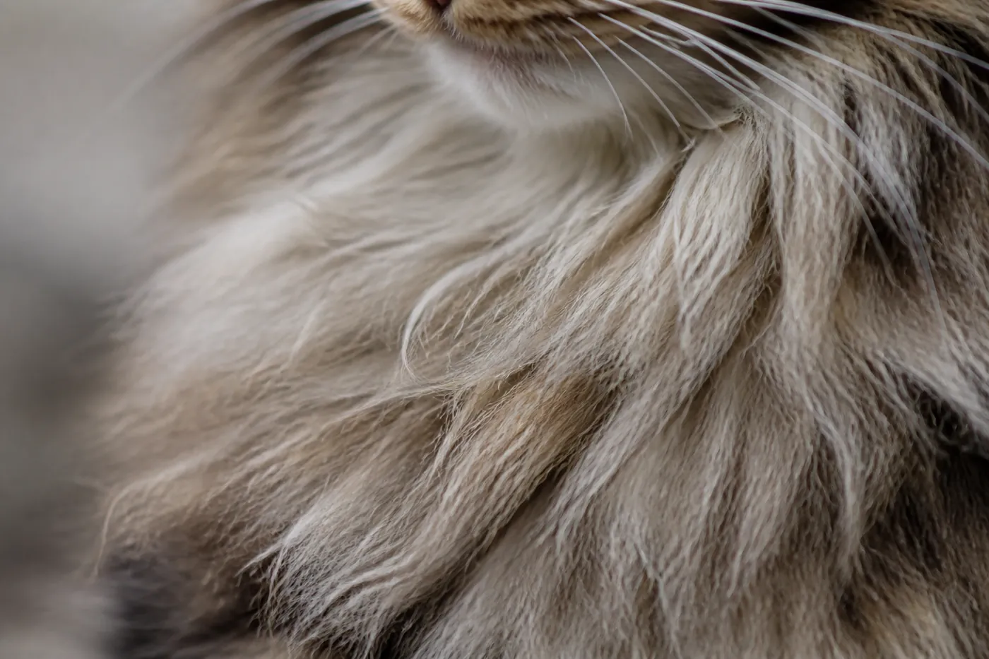 The dense ruff of fur at the neck and chest of a long haired cat