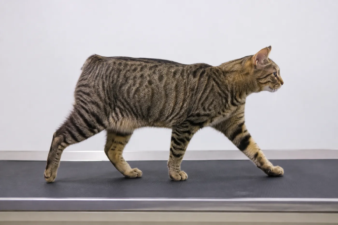 Healthy adult Manx walking across a low platform with balanced hind-leg movement