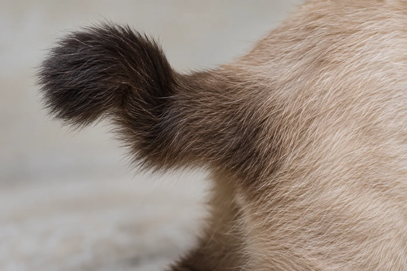 Close side view of a short tail covered in dark seal-brown fur, bending at several angles along its length