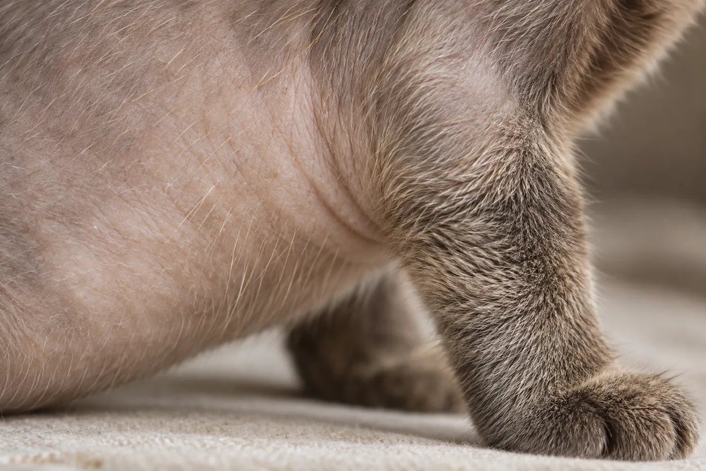 Close view of a cat's side where sparse hair over pale bare skin gives way to denser short fur on the foreleg
