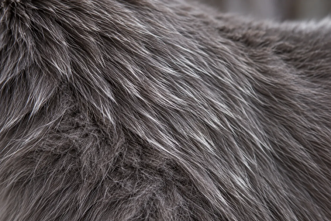 Close view of semi-long blue-grey hairs with pale silver ends lying over a dense blue undercoat