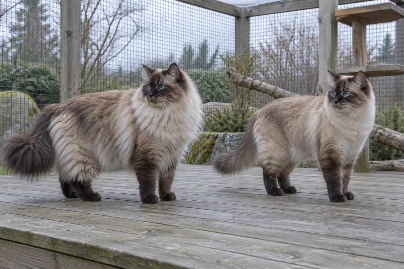 Two seal-point long-coated cats side by side, one with a full ruff, britches and bushy tail, the other sleeker and leaner-looking