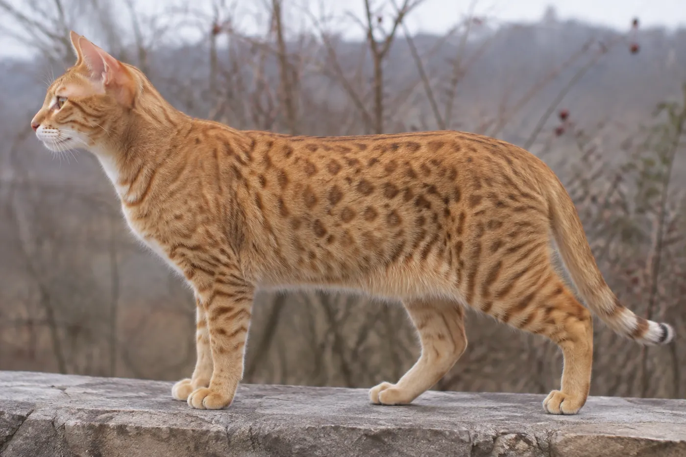 Adult tawny Ocicat standing side on, showing thumbprint spots and an athletic domestic-cat body