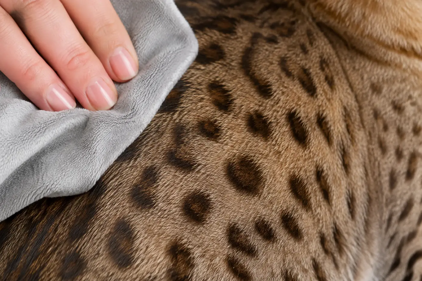 Soft grooming cloth being passed over the short spotted coat of an Ocicat