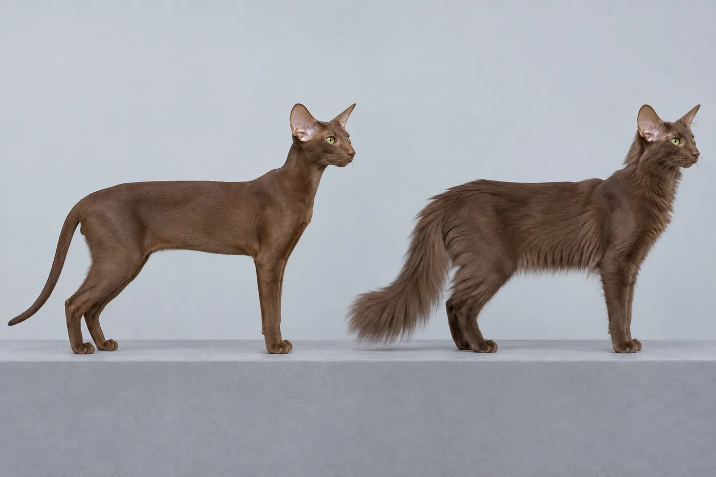 Two slender chocolate-brown cats in side profile, one short-coated with a thin tail, one silky-coated with a plumed tail