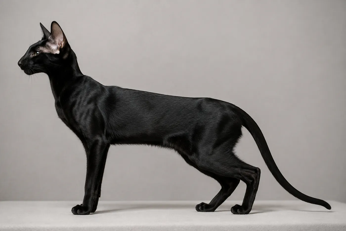 Adult Oriental Shorthair standing side on, showing a long muscular body, wedge head and very large ears