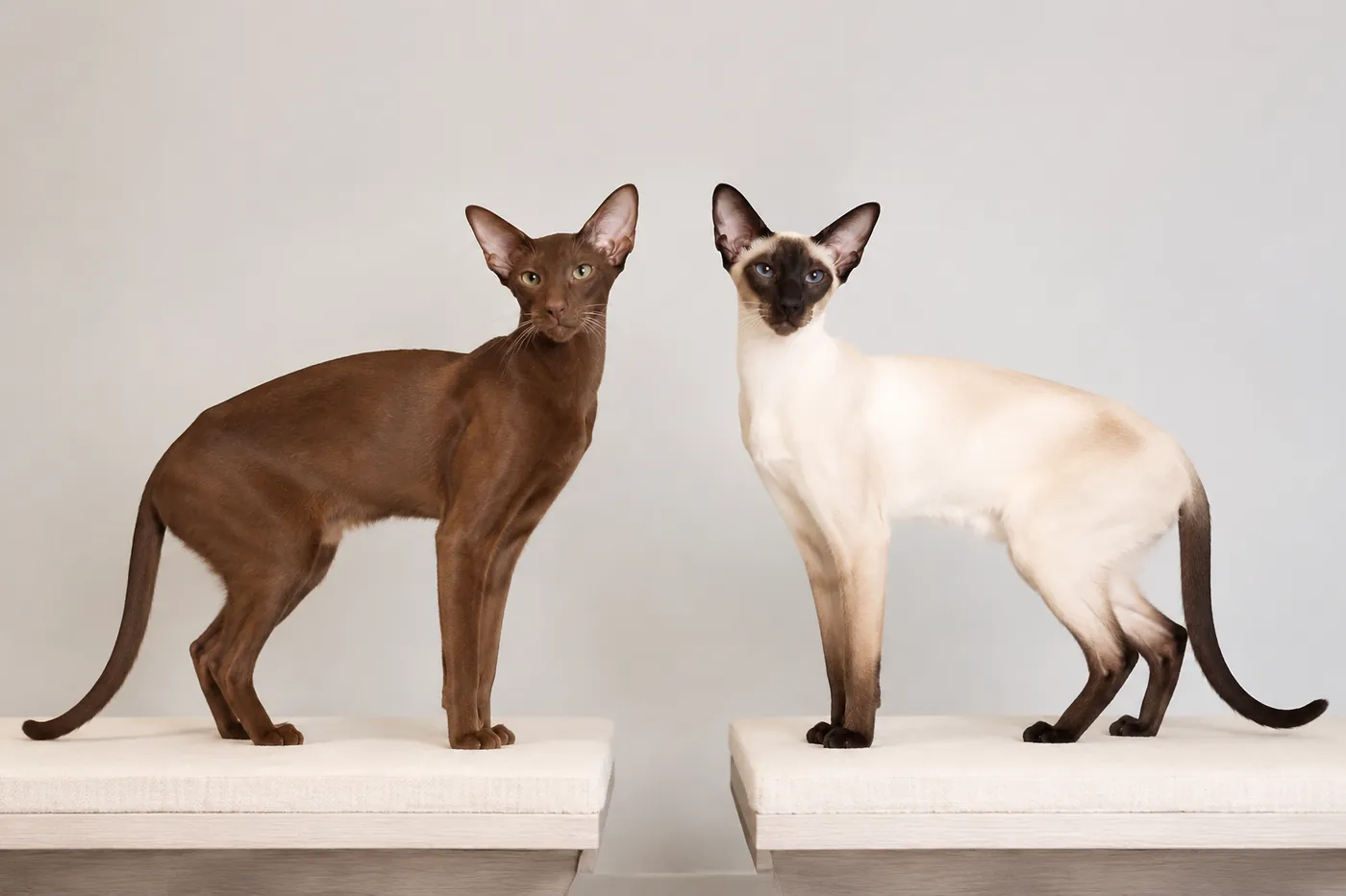 Oriental Shorthair and Siamese standing side by side with matching long body type but different coat patterns