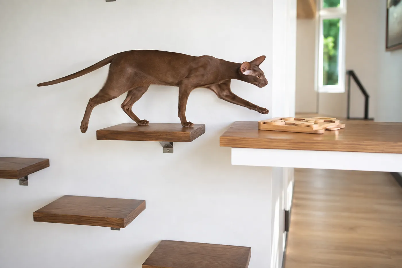 Oriental Shorthair moving through staggered wall shelves toward a food puzzle in a bright room