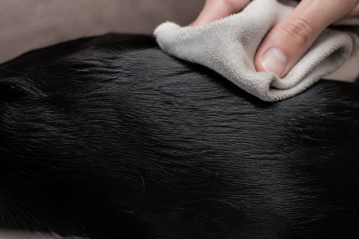 Soft grooming cloth passing over the close healthy coat of an Oriental Shorthair