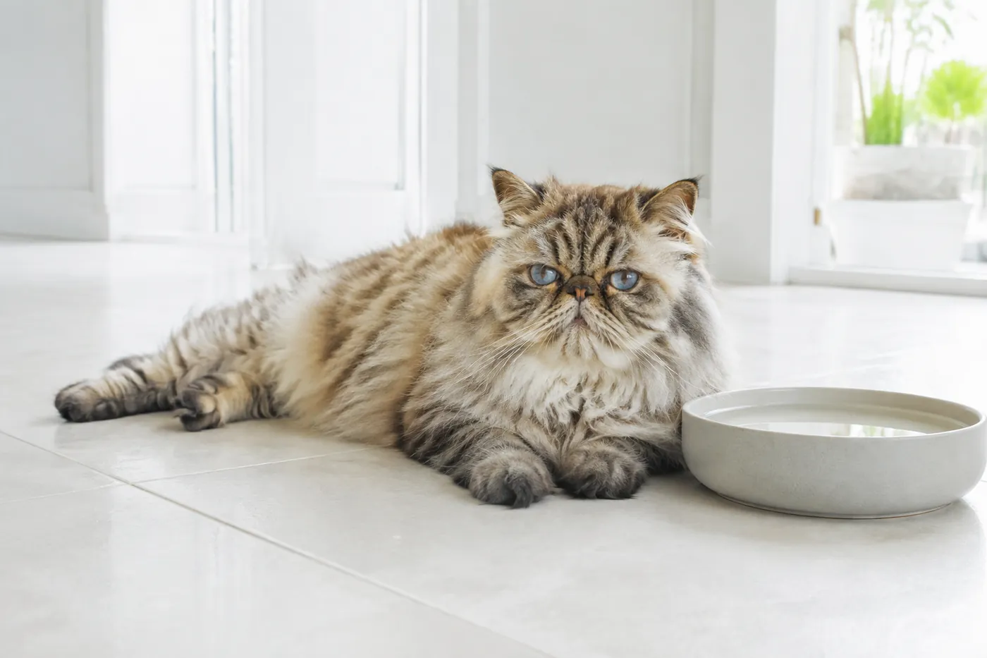 A flat faced cat resting on cool tiles beside a bowl of water