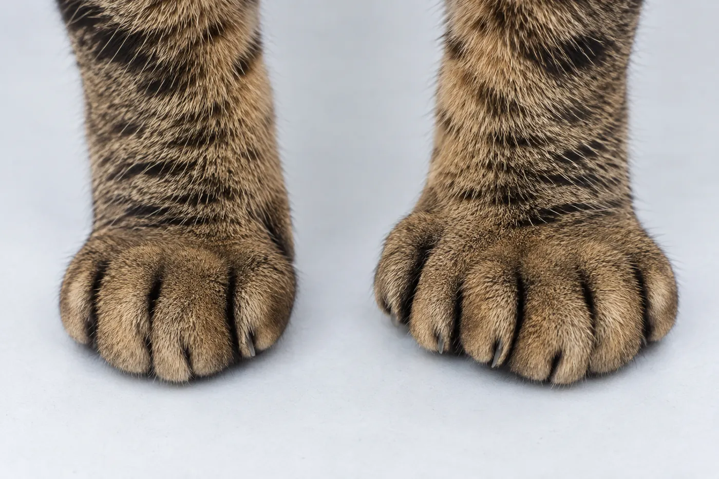 Two spotted tabby front paws side by side, one neat and rounded, the other broader with extra toes on the inner edge