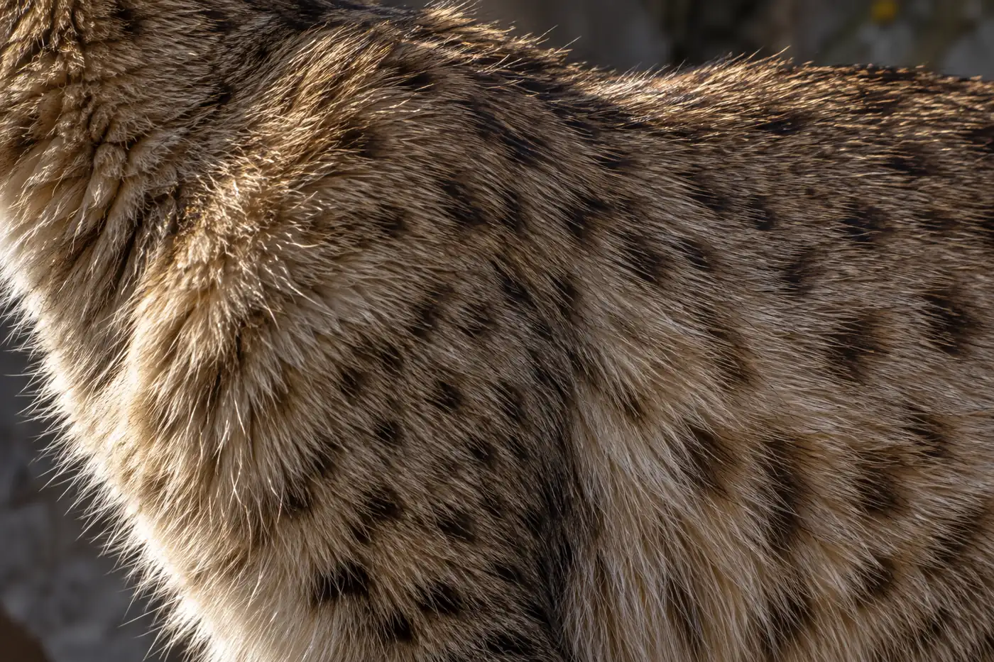 Close view of thick brown spotted tabby coat, with longer brown guard hairs lying over a dense pale undercoat