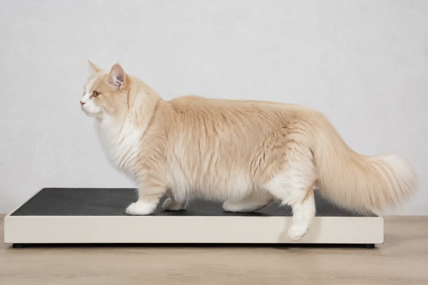 Adult RagaMuffin standing side on beside a broad platform, showing a long substantial body and full tail