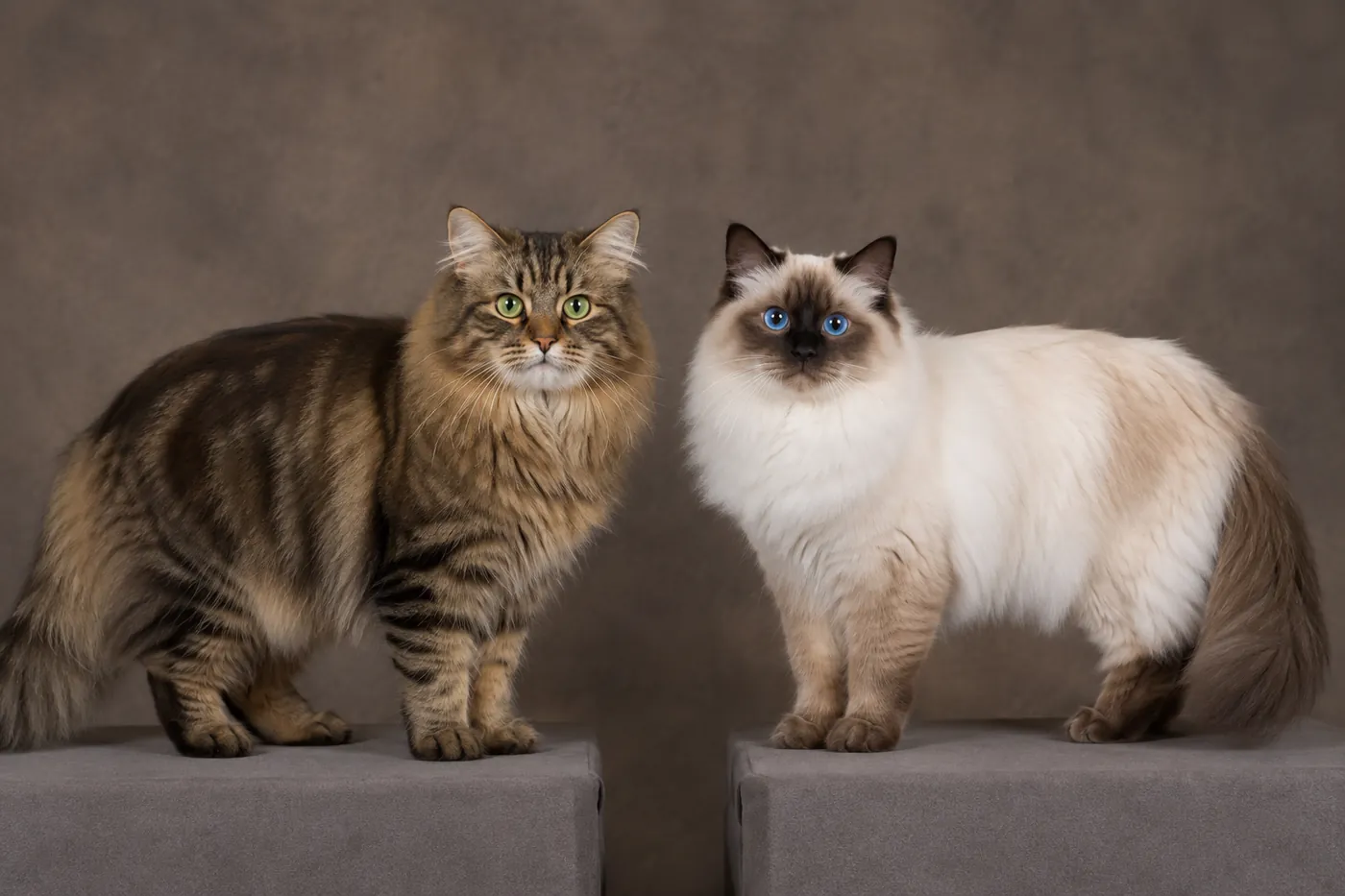 RagaMuffin and Ragdoll sitting side by side, showing full-colour and pointed coats on similarly substantial cats