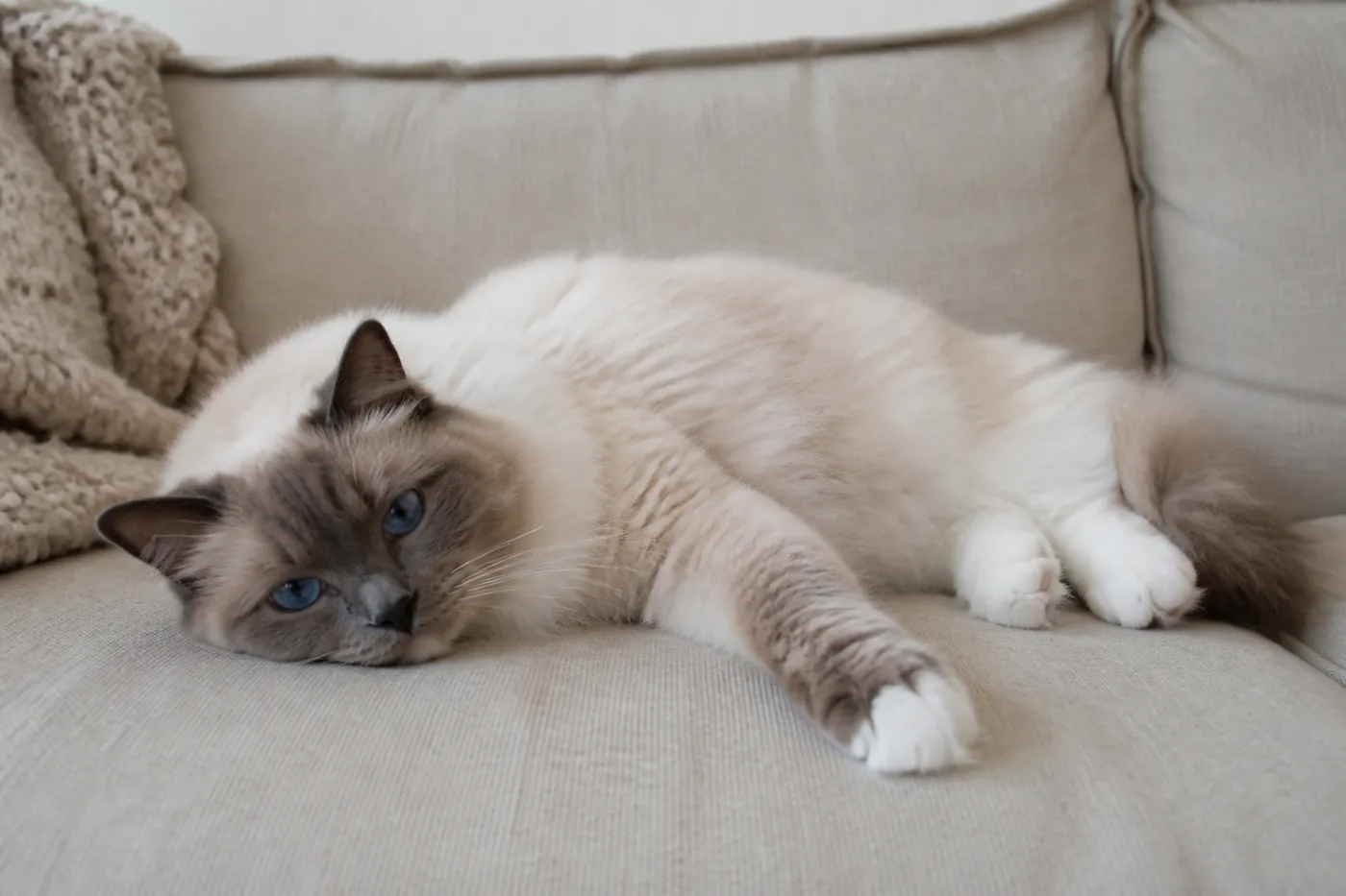 A Ragdoll cat lying relaxed on its side across a sofa cushion