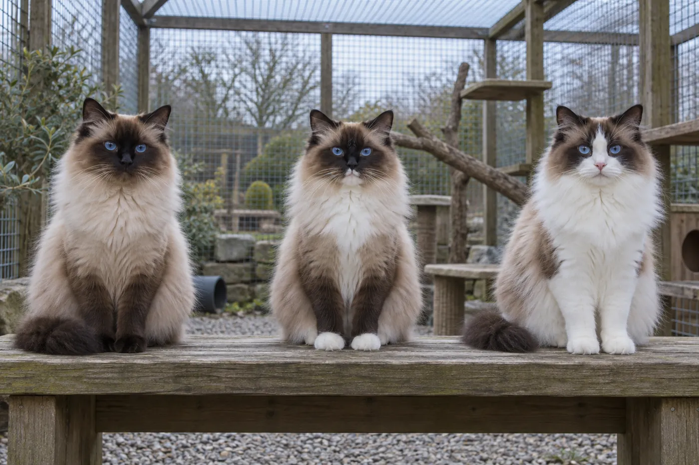 Three blue-eyed Ragdolls showing colourpoint with no white, mitted with white paws and chin, and bicolour with a white facial V