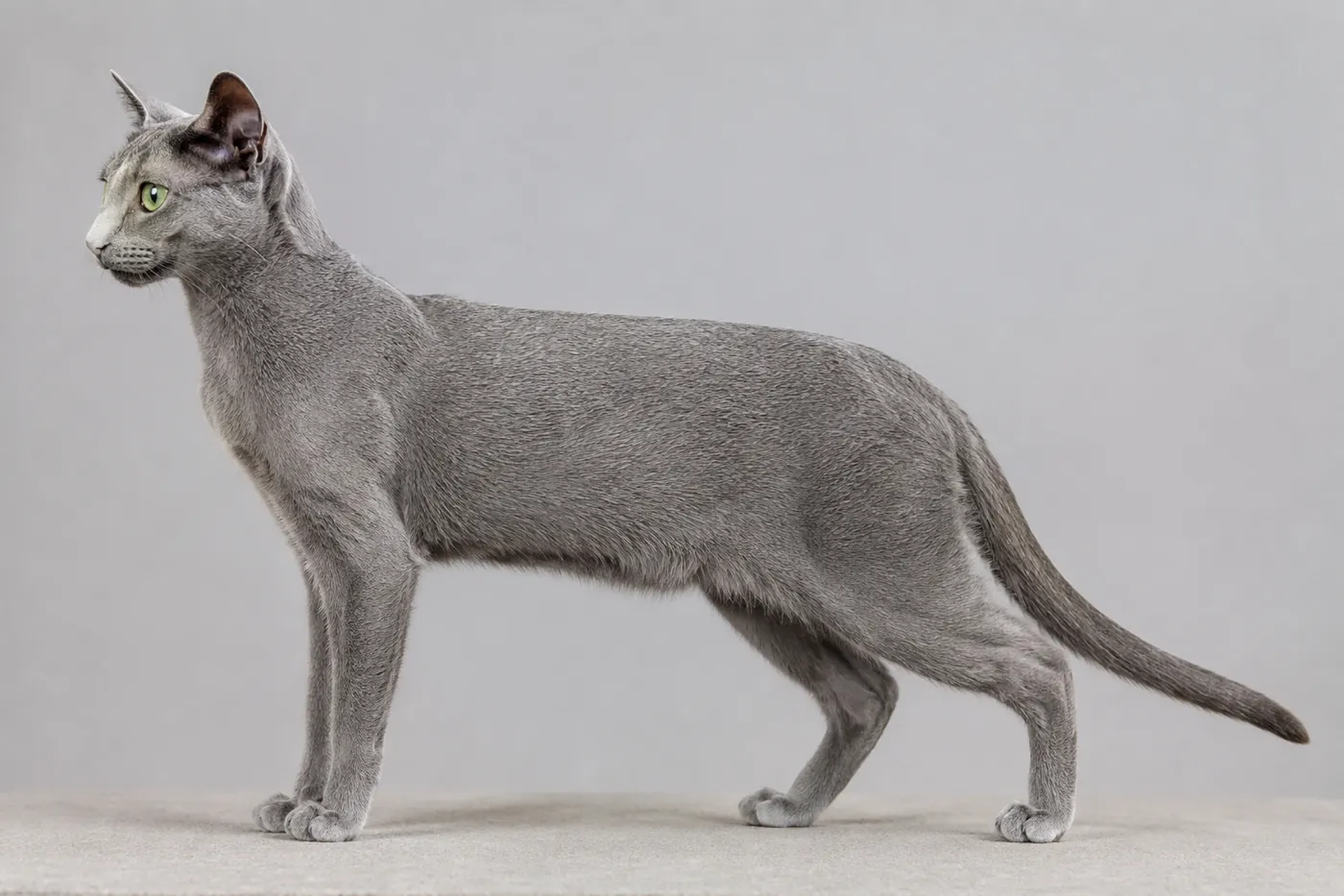 Adult Russian Blue standing side on, showing a long fine-boned body and dense silver-tipped blue coat