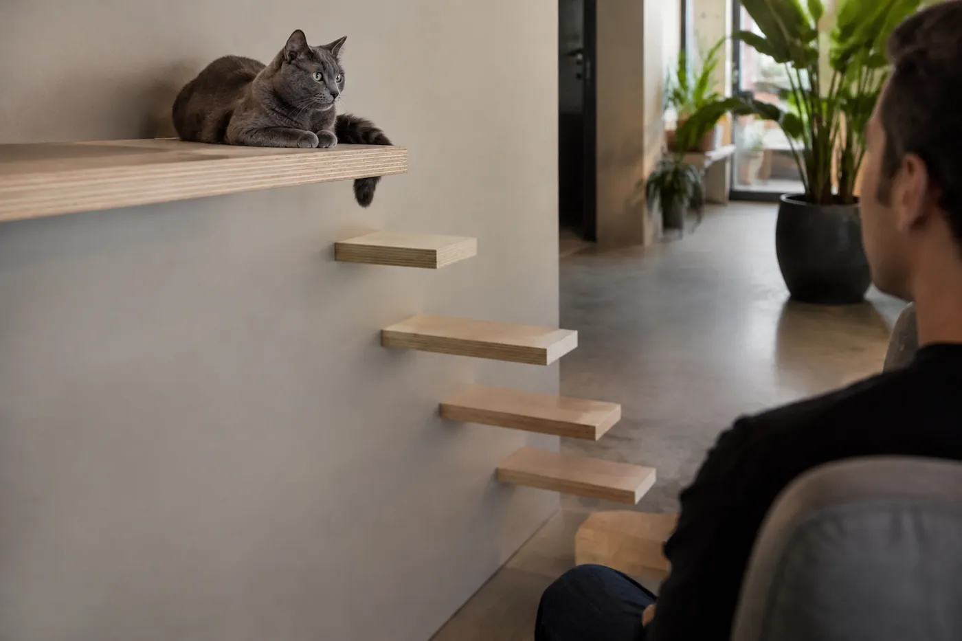 Russian Blue observing a visitor from a high shelf with an unobstructed route to a quiet room