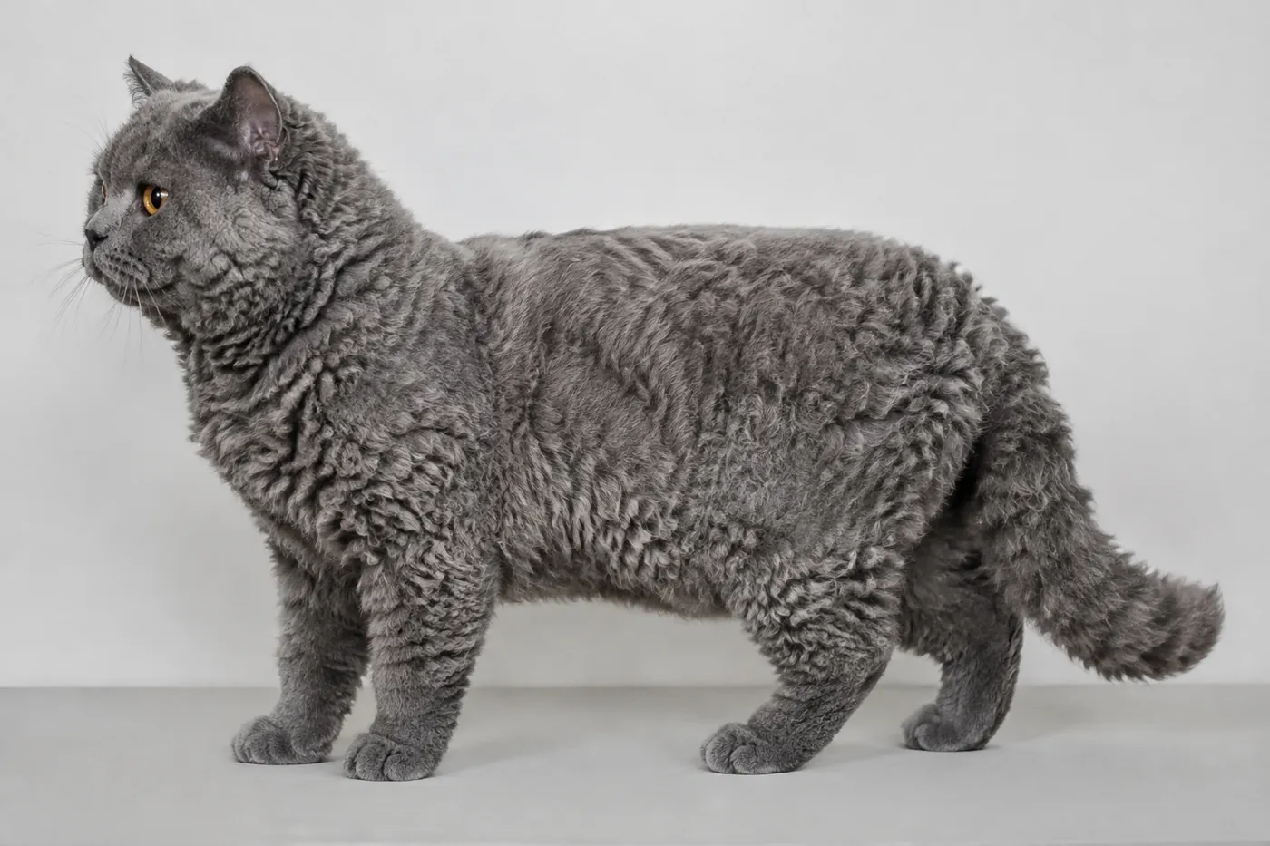Adult shorthair Selkirk Rex standing in side profile, showing a muscular rectangular body and loose plush curls
