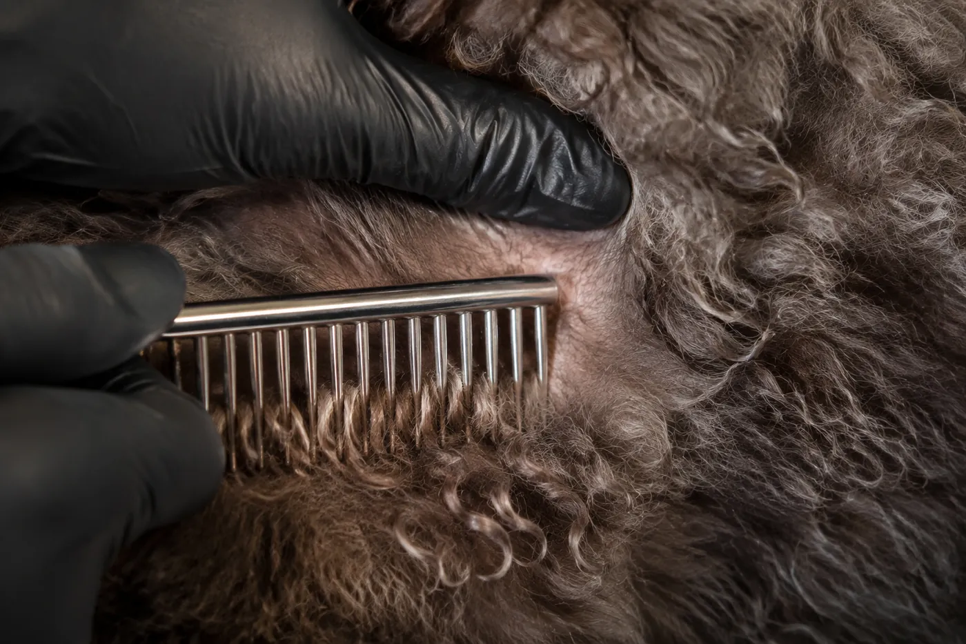 Wide-tooth comb separating a small curl section on a longhair Selkirk Rex while one hand supports the skin