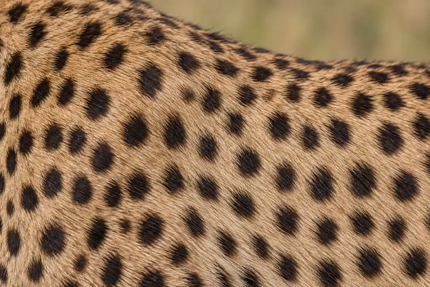 Close view of short flat-lying gold coat marked with round, well-separated solid dark spots