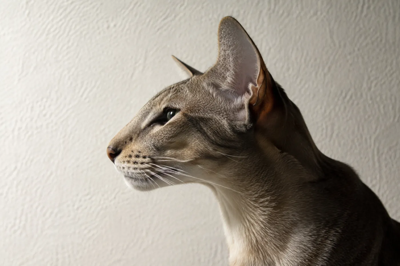 A slender pointed cat photographed in profile against a plain wall