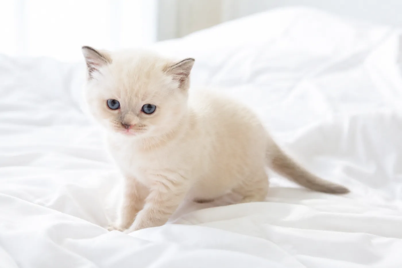 A very young pale kitten with barely visible darker ears