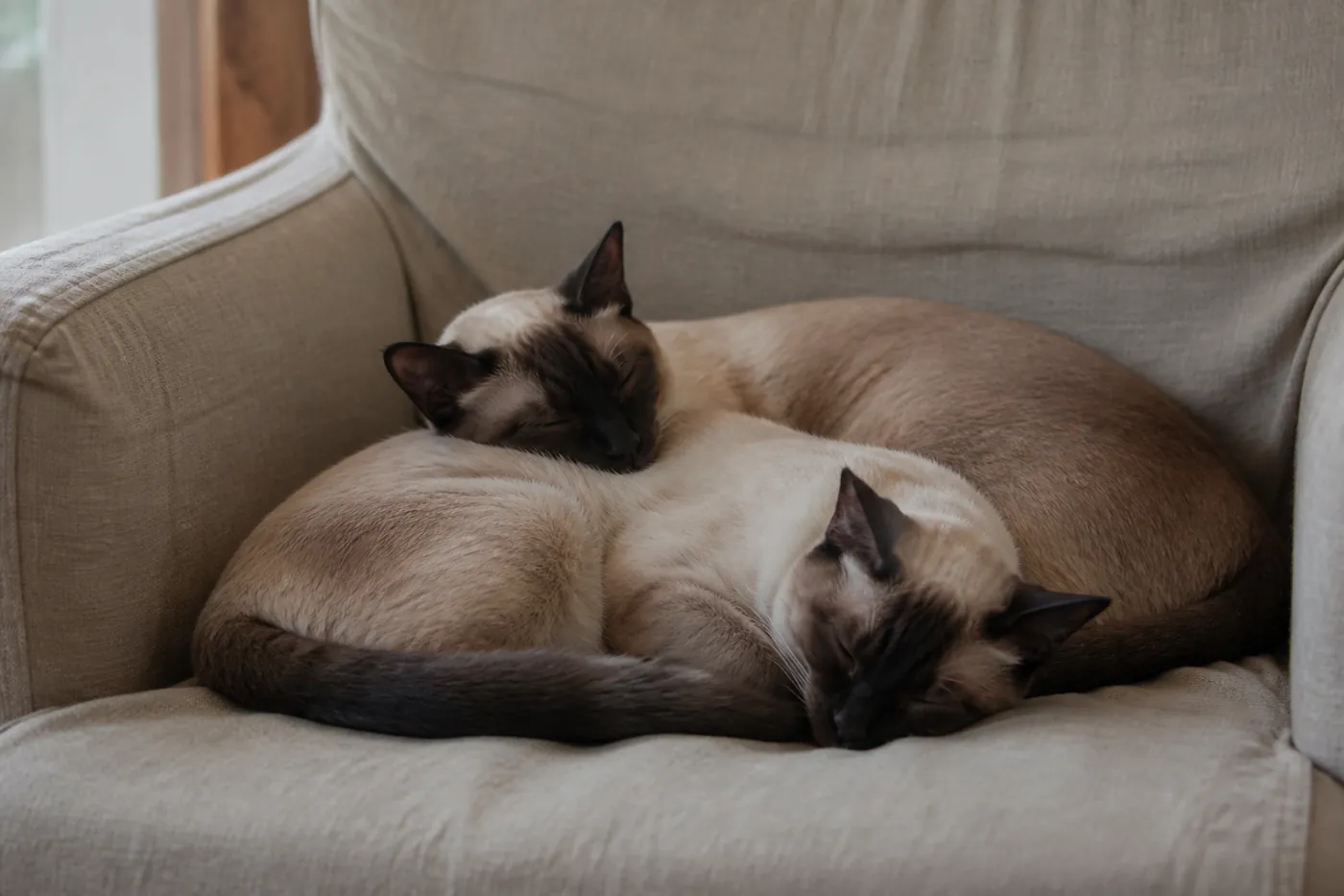 Two pointed cats sleeping curled together on a chair