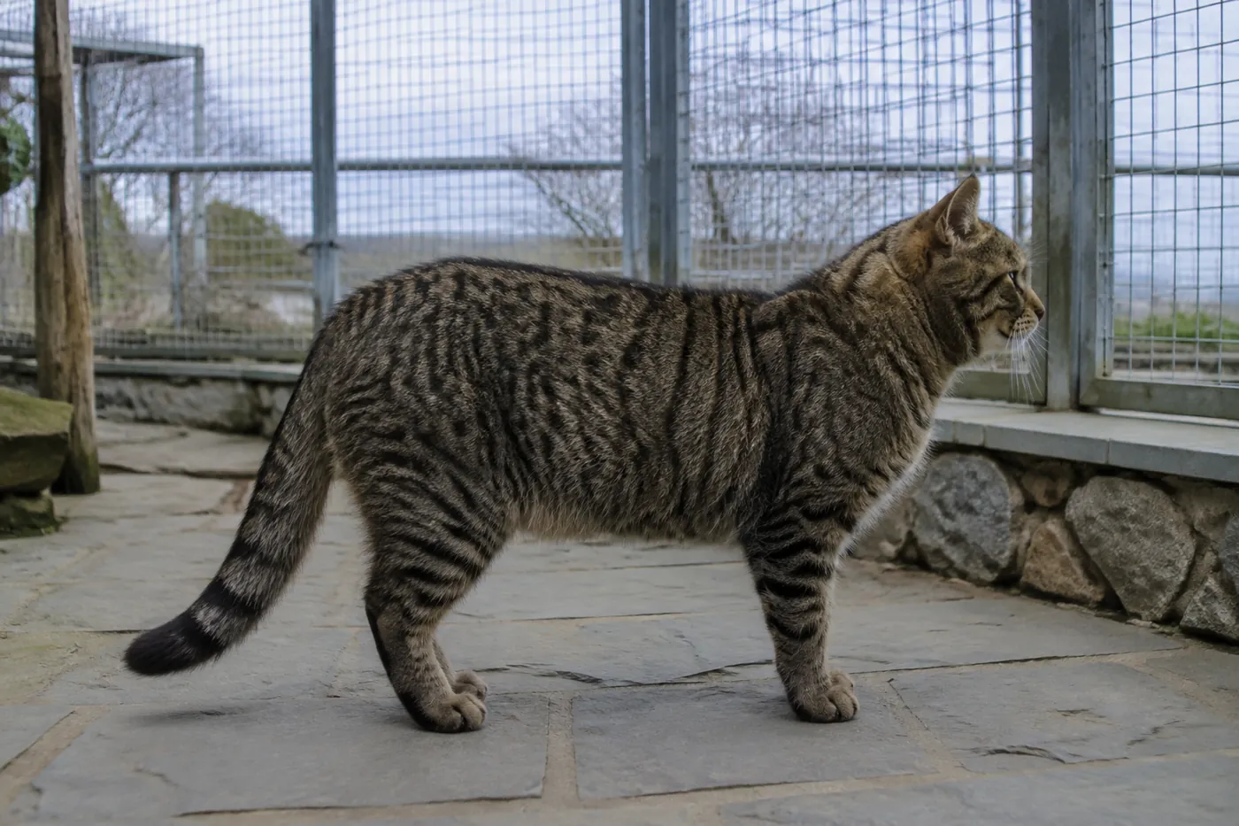 Adult Siberian cat standing in strict side profile, showing a rounded powerful body and seasonal triple coat
