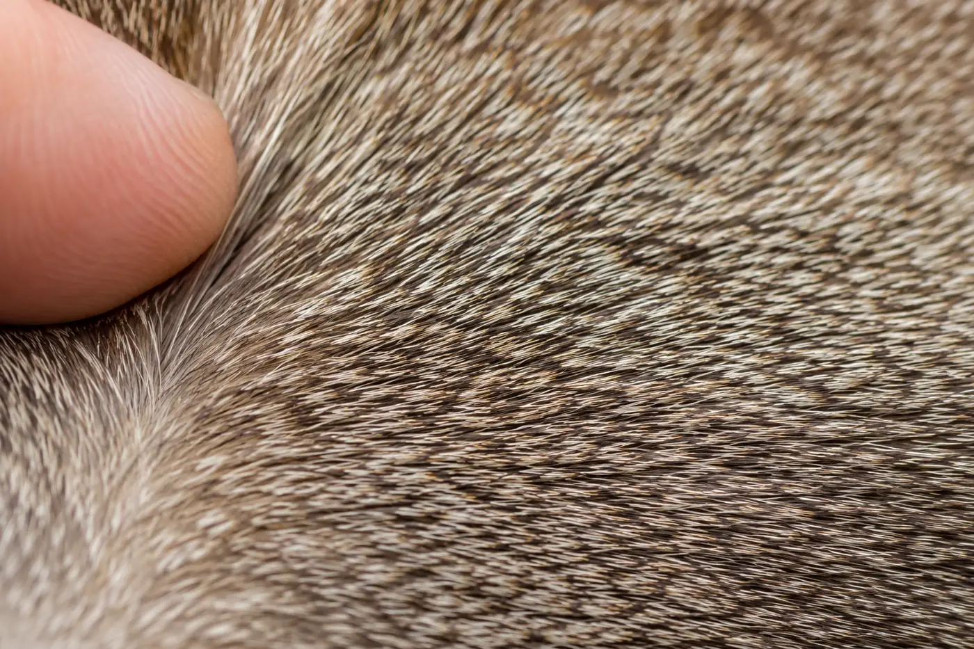 Close view of a Singapura shoulder coat showing alternating sepia ticking on individual hairs