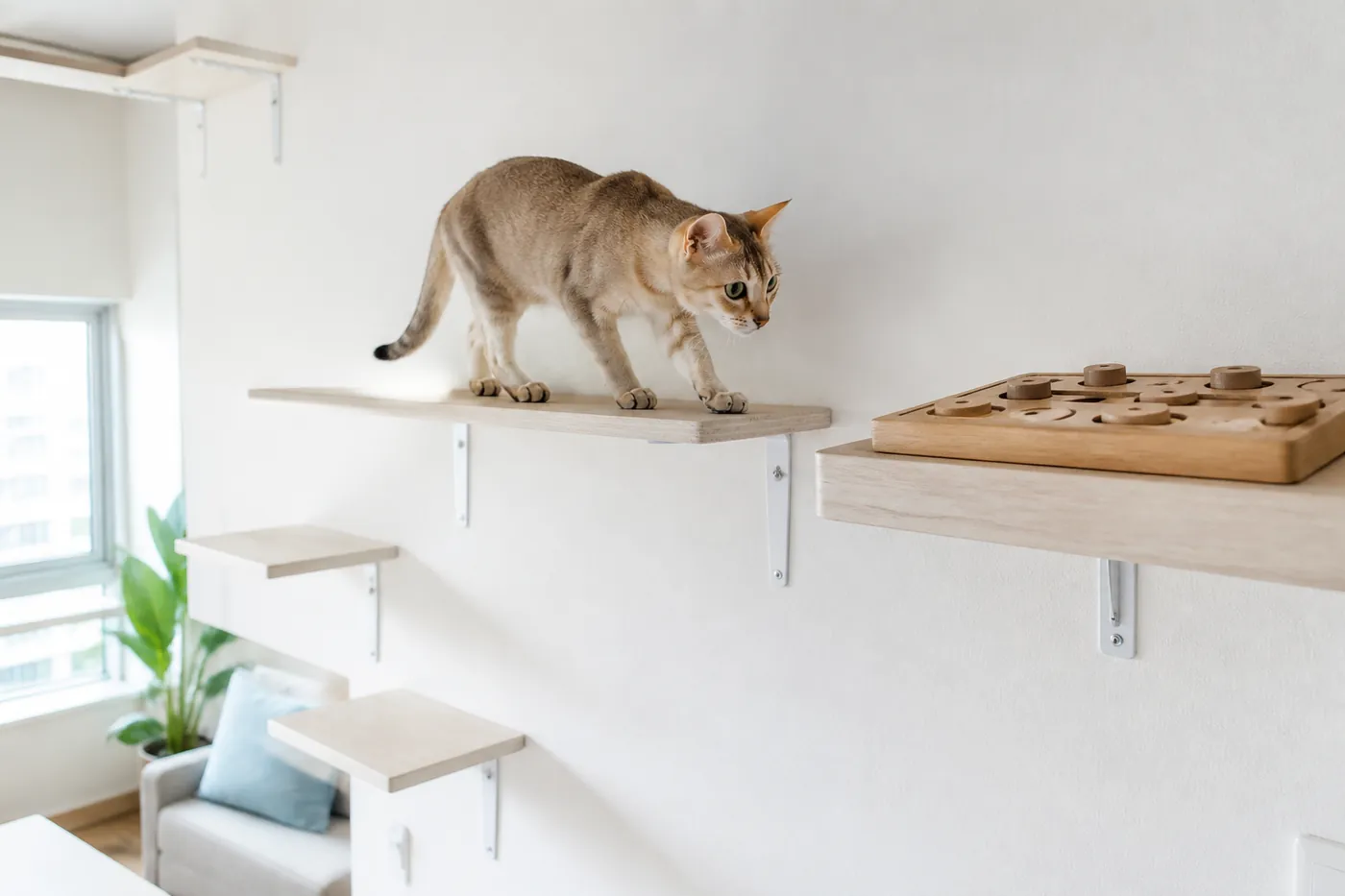Singapura moving from a broad wall shelf toward a food puzzle in a compact apartment