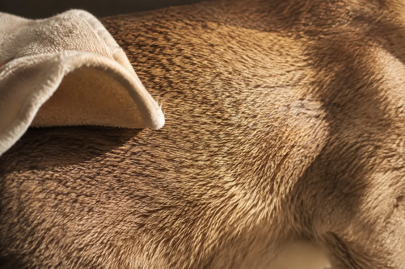 Soft grooming cloth passing over a healthy short ticked Singapura coat in close view