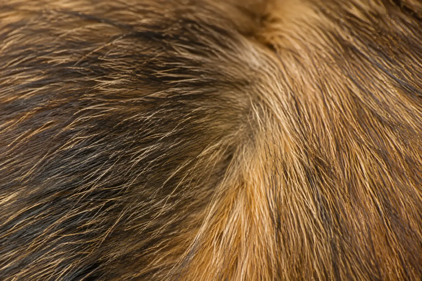 Macro view of a Somali shoulder coat with several colour bands visible along individual hairs