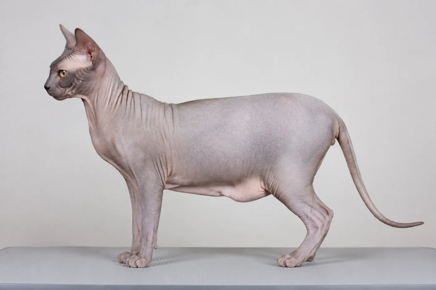 Healthy adult Sphynx standing in side profile, showing a muscular body, rounded abdomen, large ears and fine skin down