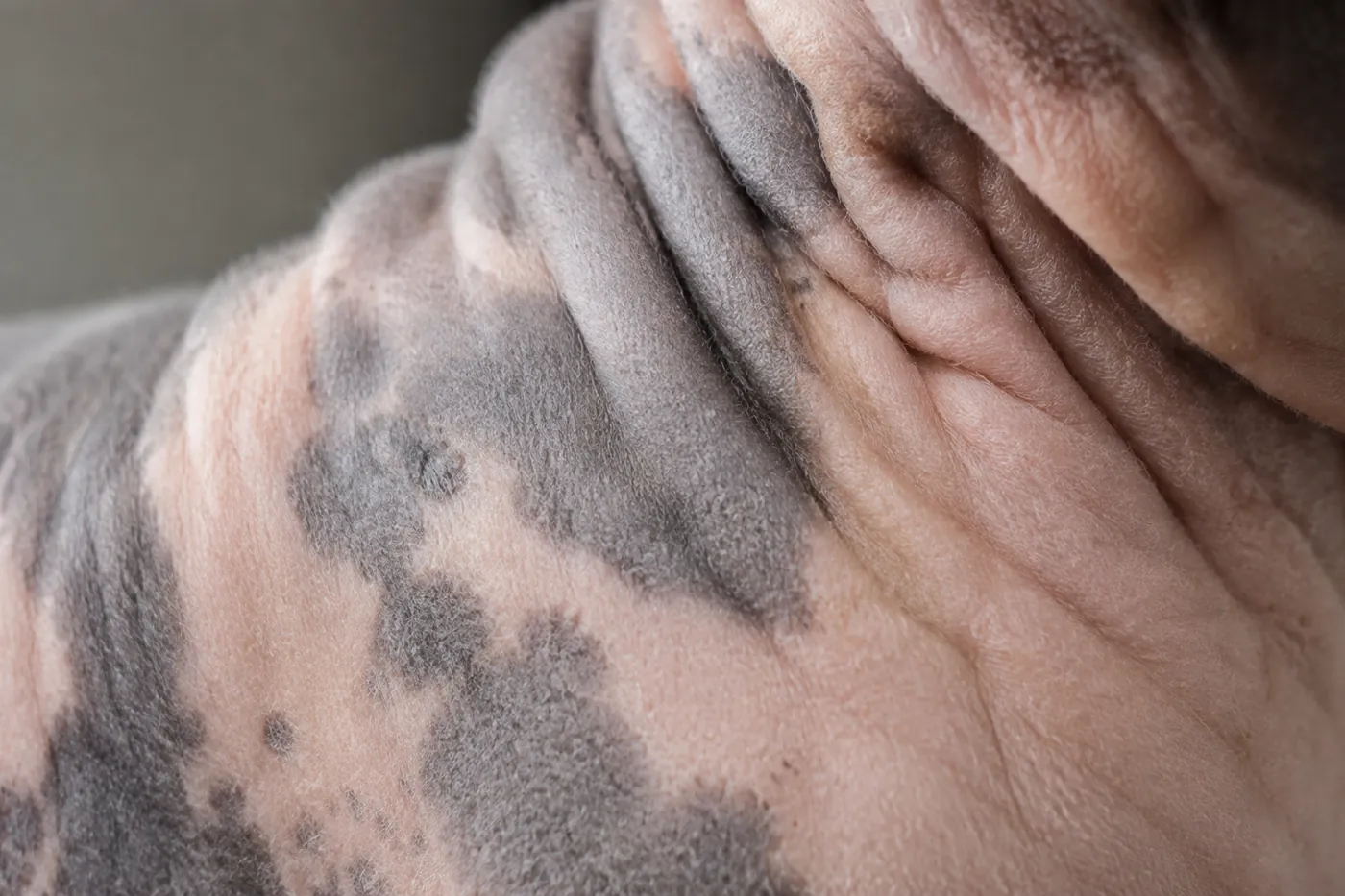 Close view of healthy Sphynx skin showing fine peach fuzz, natural folds and visible pigment pattern