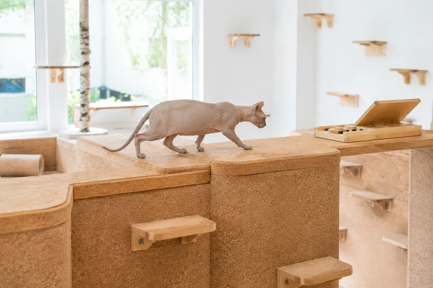 Sphynx crossing broad low wall platforms toward an open puzzle feeder in a warm living room