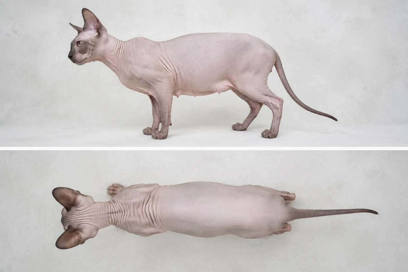Healthy Sphynx standing in top and side views for body-condition assessment without coat concealment